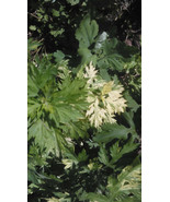 10 Artemisia &quot;Oriental Limelight&quot; (Artemisia vulgaris)- Rooted Plants - $18.95
