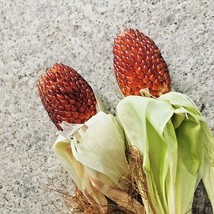 Grow In US 75 Red Strawberry Popcorn Seeds Organic Native Heirloom Summer Fun - £7.37 GBP