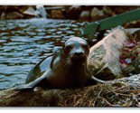 Harbor Seal Sealand of Cape Cod West Brewster MA UNP Chrome Postcard S9 - $2.92