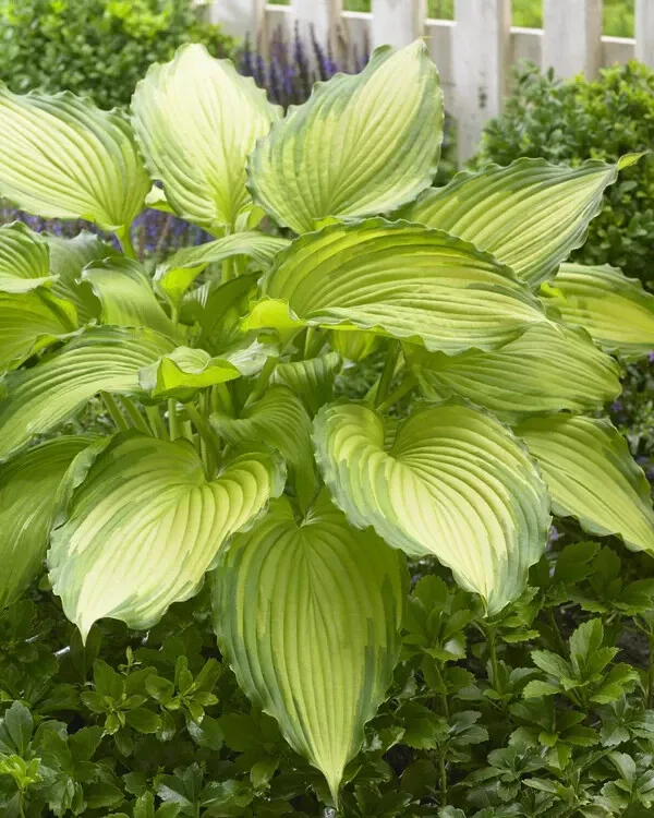 Hosta Dancing Darling 5.25 Inch Pot Well Rooted Plant - £26.67 GBP