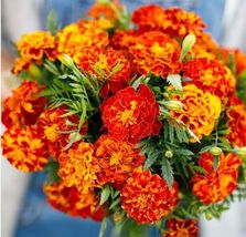 Companion Plant Mix w/ Marigold Thyme Basil And More 500 Seeds - £6.95 GBP