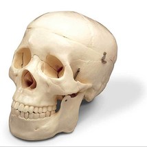 Anatomical Budget Life-Size Adult Skull 4th Quality - £21.17 GBP