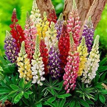 50 Seeds Of Russell Lupine Minarette Dwarf Mixed Colors Perennial Lupinus Non Gmo - £9.42 GBP