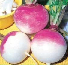 Purple Top Turnip Seeds Heirloom Turnip Seeds 500 Seeds - $9.00
