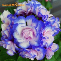 Rare &#39;Night Blue&#39; Geranium Seeds Appleblossom Rosebud Pelargonium Perenn... - £4.75 GBP