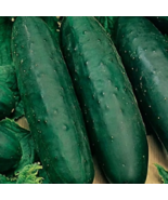 VC 76 Marketmore Cucumber Seeds  Non-Gmo Cucumber Seeds Fast Shipping US - $8.30