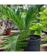 SAGO LIVE PLANTS - $50.00