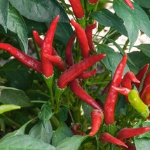 Organic Anaheim Chili Pepper Plant Seeds - $5.99