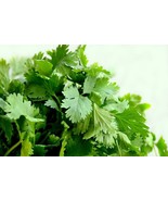 VT Cilantro Seeds Split Leisure Coriander Oriental &amp; Mexican Cuisine 250... - $16.85