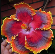 20 Red Purple Orange Hibiscus Seeds Flower Seed Flowers Perennial - £11.97 GBP