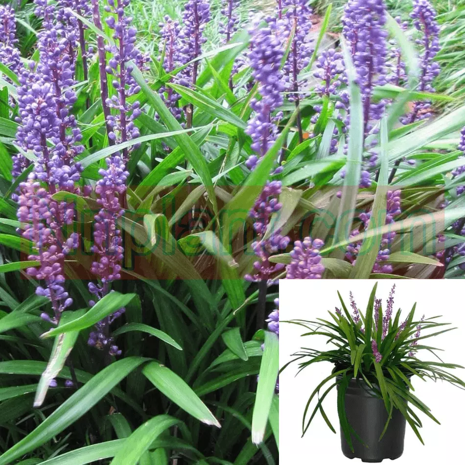 Liriope Muscari Big Blue Plant Lilyturf Plant Border Grass Live Plant 4inches - £10.32 GBP