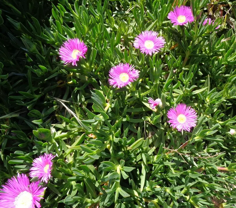 5 Fresh Cuttings Ice Plant, Purple Pink Color, Ground Cover succulents 4... - £20.87 GBP