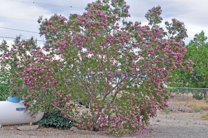 Desert Willow Seeds Tree/Bush with Orchid Like Flowers Chilopsis Linearis | USA - $6.99 - $14.99