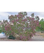 Desert Willow Seeds Tree/Bush with Orchid Like Flowers Chilopsis Lineari... - £5.57 GBP+