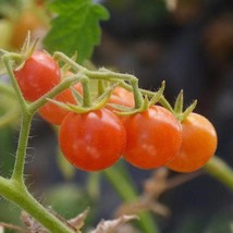 Everglades Tomato Seeds Packet Of 20 Seeds US Seller Fast Shipping - £7.23 GBP