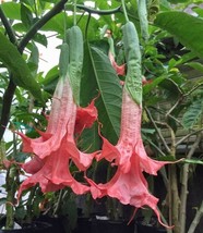 HGBO 10 Seeds Summer Rose Angel Trumpet Seeds Flowers Seed Flower Brugmansia Dat - £6.55 GBP