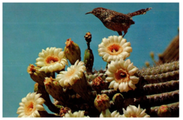 Cactus Wren And Saguaro Blossoms Arizonas State Bird and Flower Cactus Postcard - £7.08 GBP