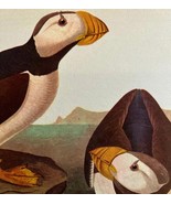 Horned Puffin Bird 1946 Color Art Print John James Audubon Nature DWV2G - $56.24 CAD