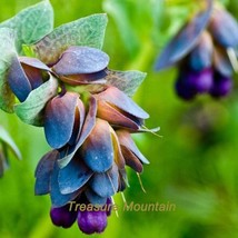 10 Pack Blue Shrimp Plant Cerinthe Major Showy Flowers Garden - £3.90 GBP