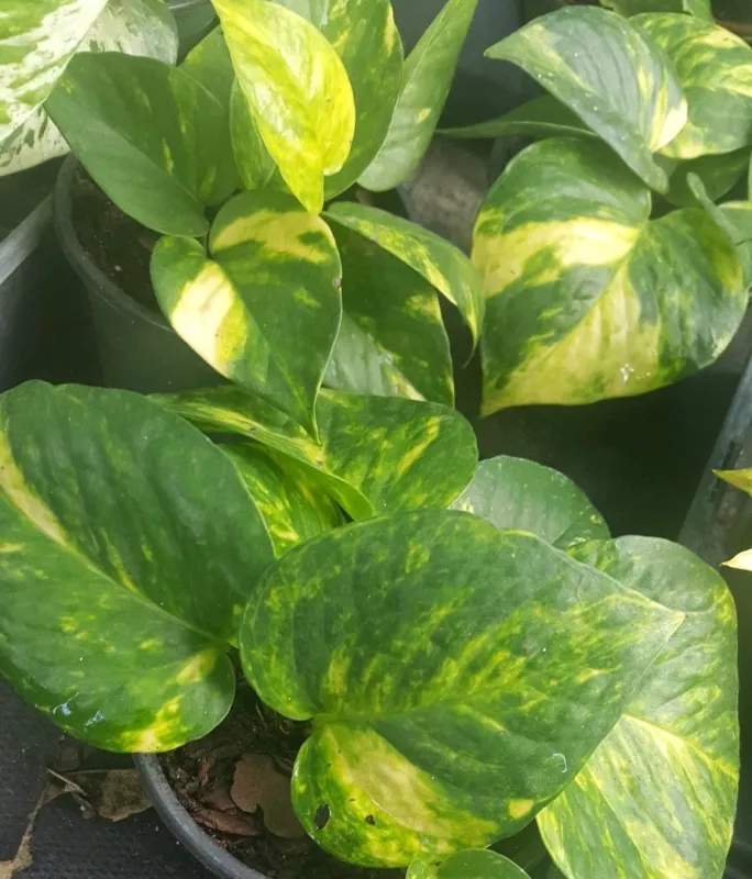 G_S Golden Pothos Devil&#39;S Ivy 6 Leaves Per 4&quot; Pot Houseplant Indoors/Outdoors - $13.37