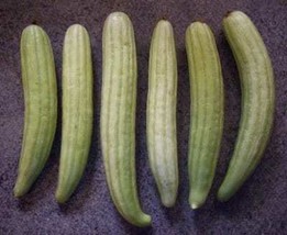 cucumber carosello seeds, code 129, xilangouro seeds,gardening, deliciou... - £3.97 GBP
