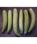 cucumber carosello seeds, code 129, xilangouro seeds,gardening, deliciou... - $7.02 CAD