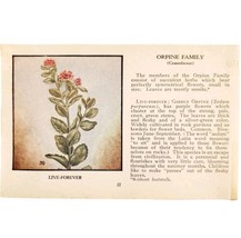 Live Forever Wild Flower 1932 Antique Color Plate Print Irving Lawson E86A - £19.73 GBP