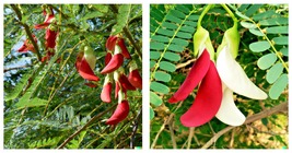 Vegetable Hummingbird Tree Seed Mix (Sesbania grandiflora) Agati Flower 40 Seeds - £23.11 GBP