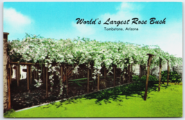 Tombstone, Arizona Postcard World&#39;s Largest Rose Bush white Lady Banksia - $5.18