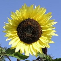 Helianthus Annuus Pro Cut Lemon Seed New Fresh Seeds - £8.10 GBP