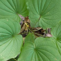 Wild Yam Plant Dioscorea Villosa Bare Root Organic Vine   Wildflower Fre... - $11.80