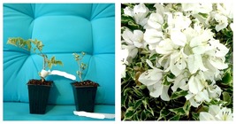 Bougainvillea WHITE STRIPE Small Well Rooted Starter Plant - £34.57 GBP