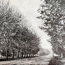 Web Worm Effects On Poplar Vs Maple Insect Victorian 1887 Print Entomolo... - $473.67 MXN