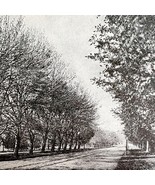 Web Worm Effects On Poplar Vs Maple Insect Victorian 1887 Print Entomolo... - $24.99