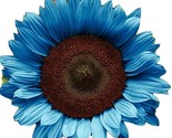 50 Midnight Oil Blue Sunflower Seeds Plants Garden Planting Colorful - £4.73 GBP