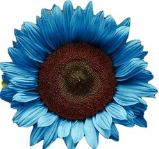 50 Midnight Oil Blue Sunflower Seeds Plants Garden Planting Colorful - £4.77 GBP