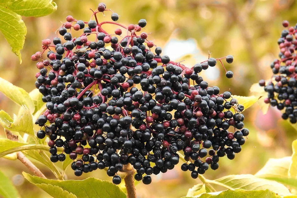 American Elderberry 50 Seeds Fast Shipping - £8.96 GBP