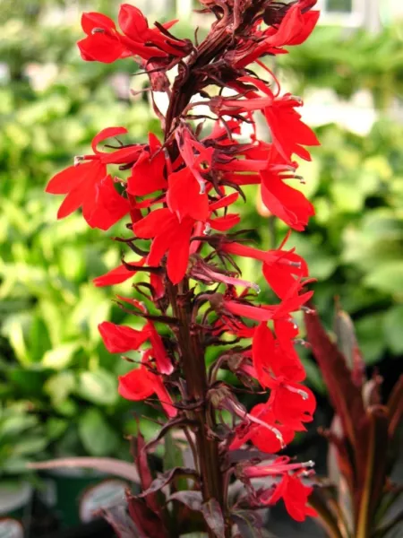 Lobelia Fulgens Queen Victoria Purple Leaf Cardinal Flower Seeds USA Seller - £14.09 GBP