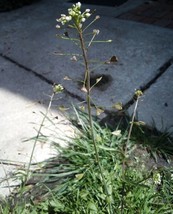 Sghost 200 Seeds Shepherds Purse Usa Seller - £6.88 GBP