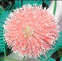 20PCS Mimosa Pudica Seeds Pink Flowers Sensitive Plant* Easy To grow - £4.14 GBP