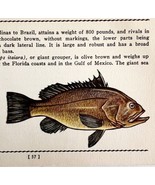 Jewfish 1939 Salt Water Fish Art Gordon Ertz Color Plate Print Antique P... - $570.01 MXN