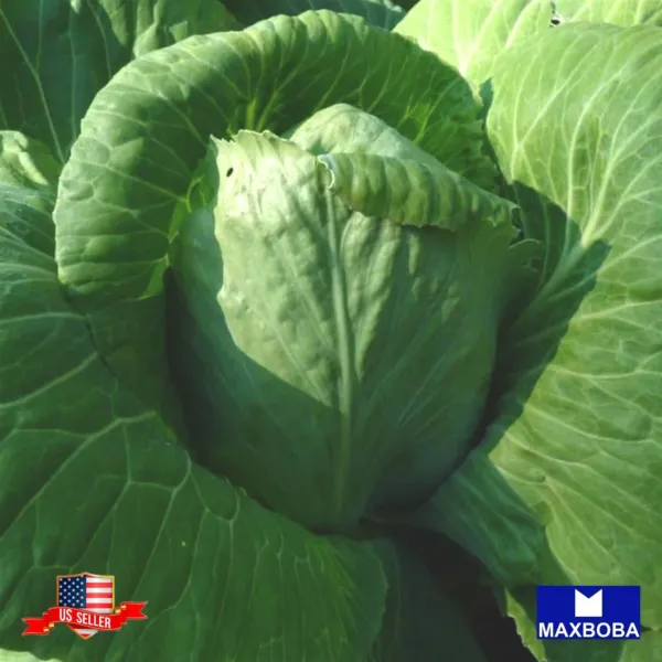 1000+ Cabbage Seeds Early Jersey Wakefield Non-Gmo Heirloom - £7.15 GBP