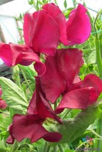 SL 50+ Mark Williams Sweet Pea Seeds For Garden Planting - Usa - ! - £3.69 GBP