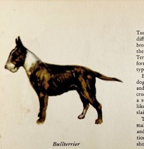 Bull Terrier 1939 Dog Breed Art Ole Larsen Color Plate Print Antique PCBG17 - $29.99