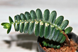 Elatostema Salvinioides Miniature Companion Plant Mounted - £26.46 GBP