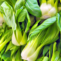 FRESH Wa Wa Qing F1 Bok Choy Seeds - Hybrid Shanghai Pak Choi  - £4.50 GBP