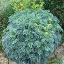 100 Rue Seeds Herb Seeds Garden USA - £10.14 GBP