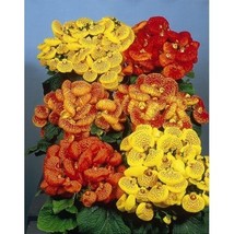 US Seller 25 Calceolaria Pocketbook Dainty Mix Plant Flower Seeds Annual New Fre - $21.20