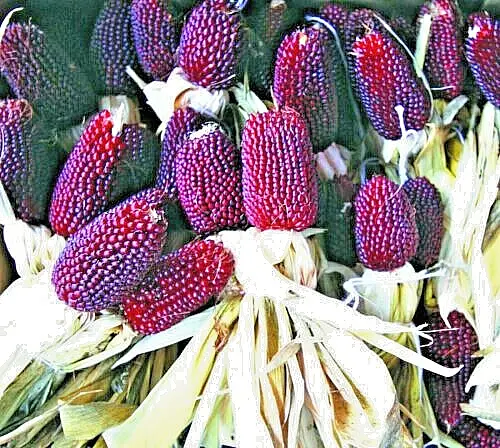 80 Strawberry Popcorn Seeds Red Ornamental Corn Garden - £4.66 GBP