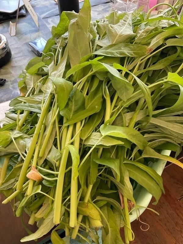 50+ Water Spinach  Rau Muong Kangkong, Ong Choy, Kong Xin Cai Seeds – Pe... - $80.89 MXN